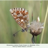 polyommatus corydonius akhaltsikhe female 1